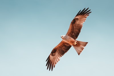 褐鹰飞翔的照片